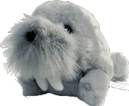 whiskers.gif (12551 bytes)